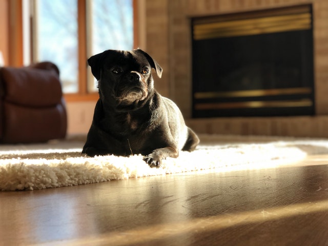 black dog on floor