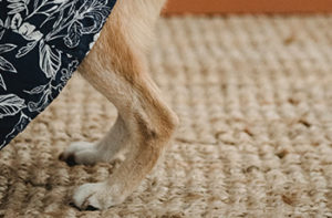 A small dog wearing a sweater stands on wool carpet