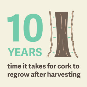 cork-regrows-in-10-years