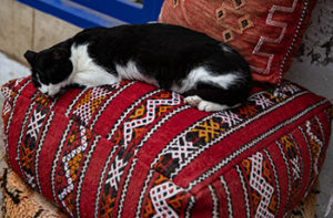 cat-on-ottoman