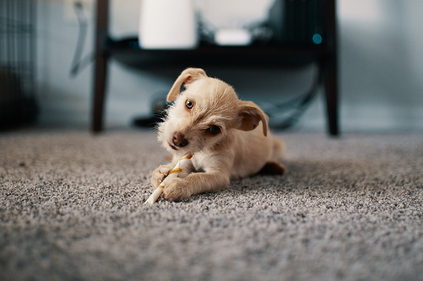 puppy-on-textured-carpet
