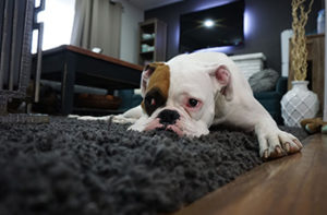 bulldog-lying-on-carpet