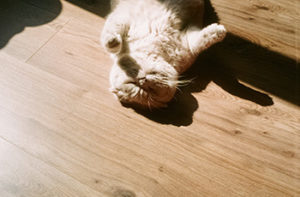 cat-on-unfinished-hardwood-floor