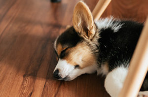 laminate-flooring-is-pet-friendly