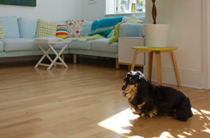 pros-of-laminate-flooring-pet-friendly