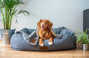 Adorable family dog in a blue puffy bed that's on a new laminate floor.