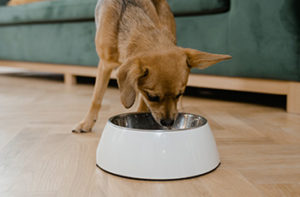 A small brown dog drinks water out of a white ceramic bowl that has been placed on a hardwood floor.