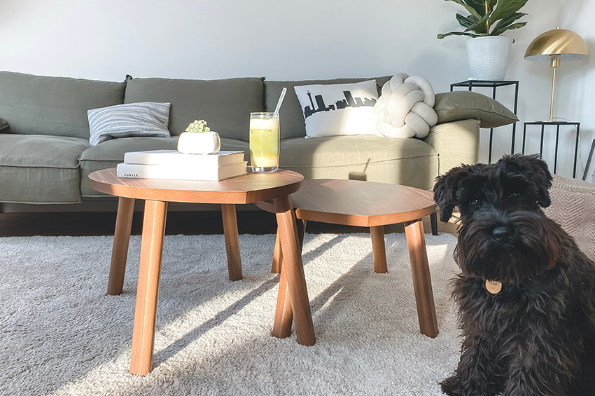 A fluffyy and adorable black dog sits on white carpet in a living room next to a coffee table