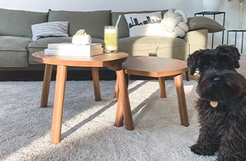 Pet-friendly white shag carpet with a coffee table and black shaggy dog.