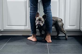 A person and their small grey dog stand on large format tile floors in the kitchen.