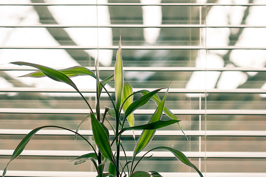 A lush green plant sits in front of white slatted blinds.