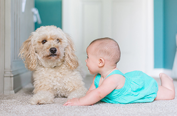 A baby in a blue jumper lies on white carpet and plays with a small fluffy dog.