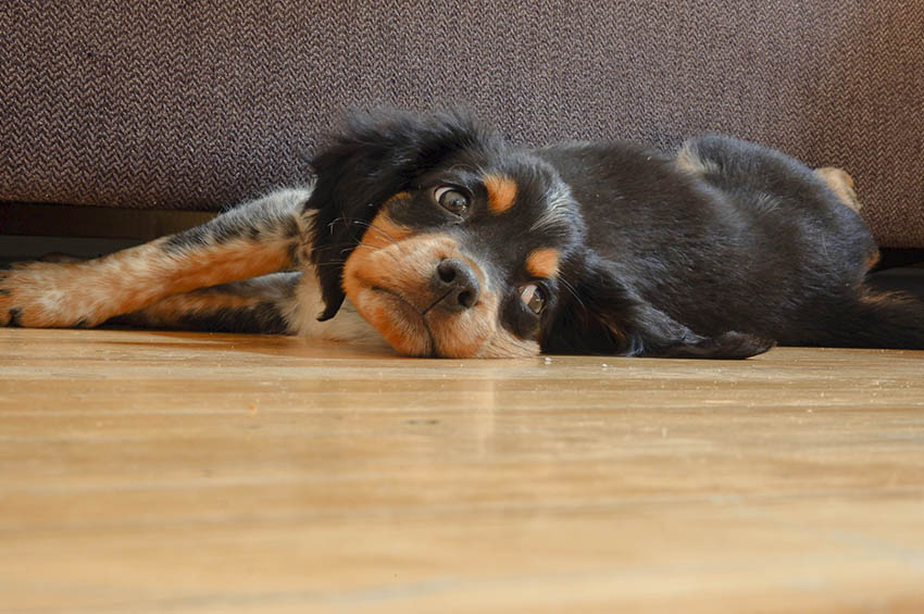 A brown and black spotted puppy lies on an oak hardwood floor.
