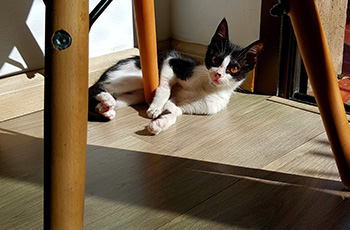 A black and white kitten lounges on the vinyl plank flooring under a chair with wood legs.