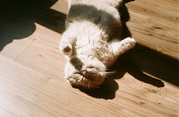 A white cat lies on her back in the sun on hardwood floors.