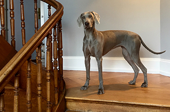 Photo of a shiny grey dog on a wooden staircase.
